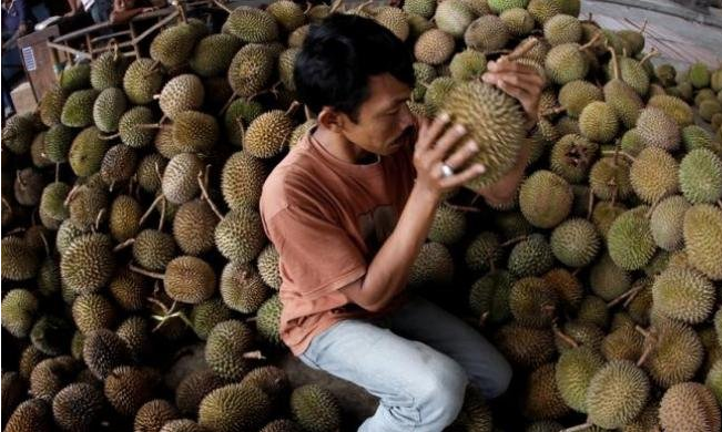Tips Agar Anda Tidak Tertipu Buah Durian Yang Tidak Bagus